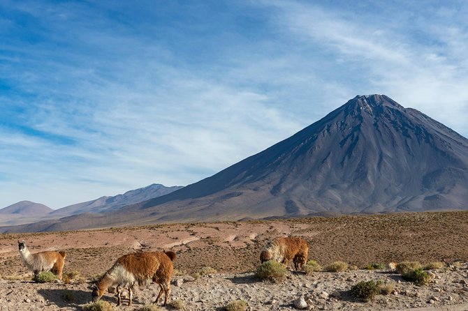 Puna Salt Flats - Full Day Tour - San Pedro de Atacama - Must Visit - Quepiaco Viewpoint and the quiet wetland