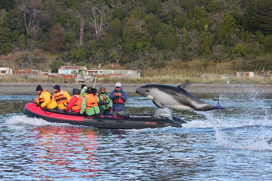 Punta Arenas: Austral Dolphin & Wildlife Watching Boat Tour - The best parts of the boat trip
