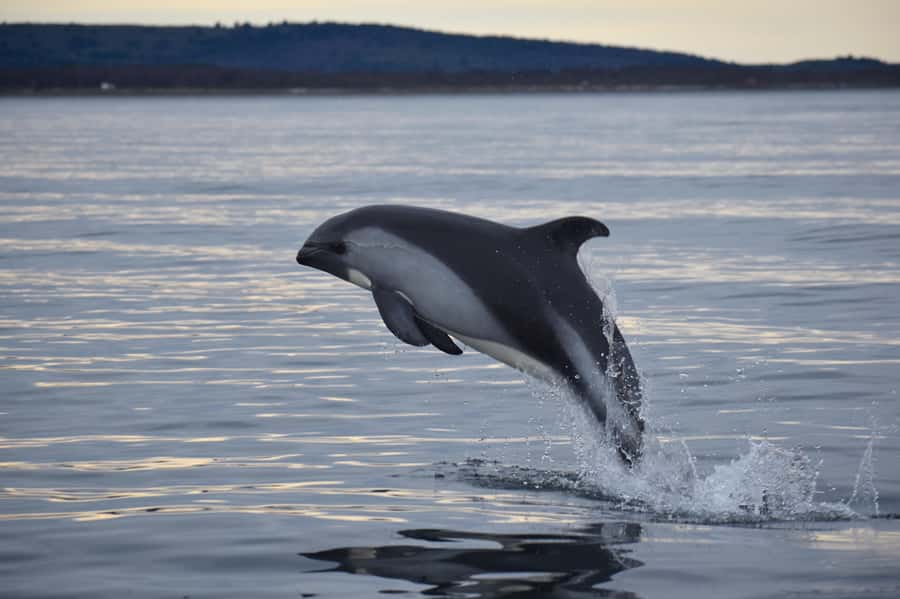 Punta Arenas: Austral Dolphin & Wildlife Watching Boat Tour - Leaving Punta Arenas before the day begins