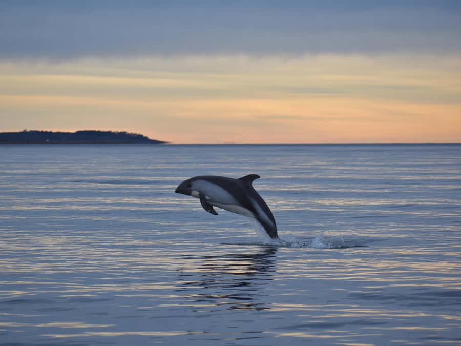 Punta Arenas: Austral Dolphin & Wildlife Watching Boat Tour - Meeting the austral dolphins