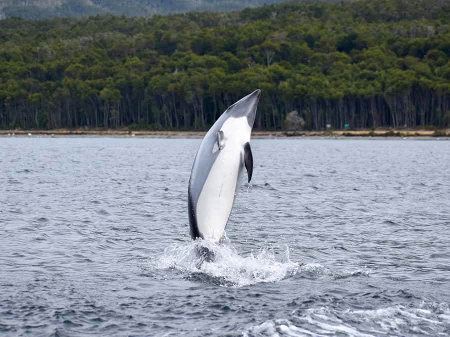 Punta Arenas: Austral Dolphin & Wildlife Watching Boat Tour - Birds, penguins, and the possibility of a whale