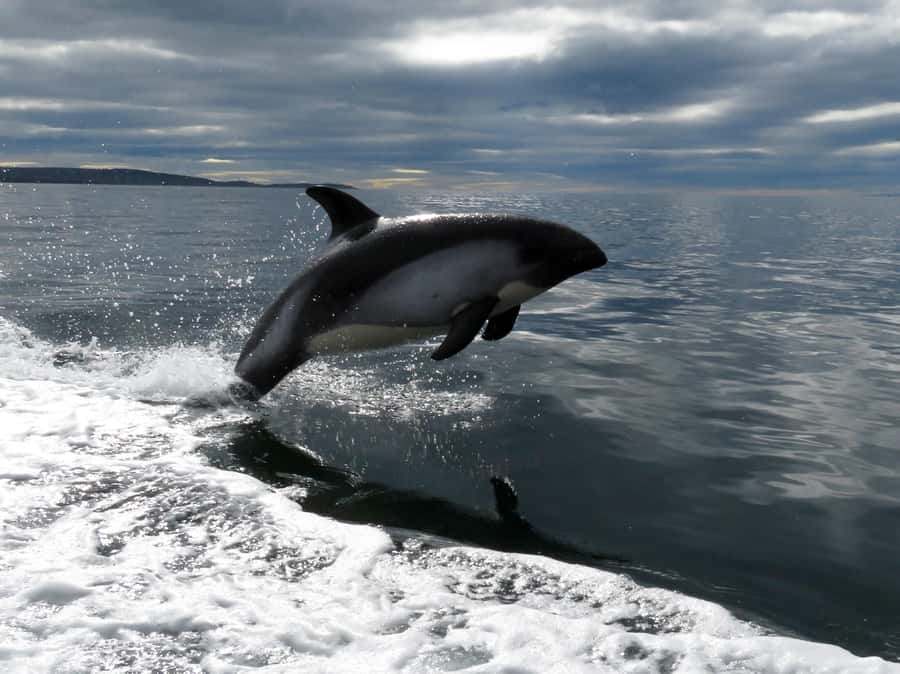 Punta Arenas: Austral Dolphin & Wildlife Watching Boat Tour - A small group changes the experience