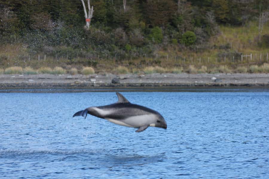 Punta Arenas: Austral Dolphin & Wildlife Watching Boat Tour - Weather is part of the deal