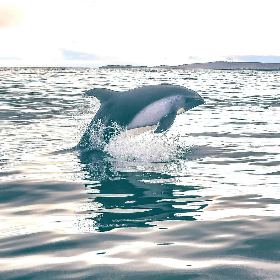 Punta Arenas: Austral Dolphin & Wildlife Watching Boat Tour - Who should book this experience?
