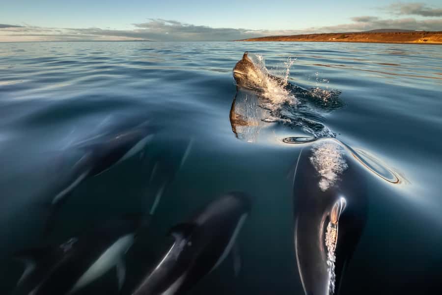 Punta Arenas: Austral Dolphin & Wildlife Watching Boat Tour - Cruising Bahía Agua Fresca by Zodiac