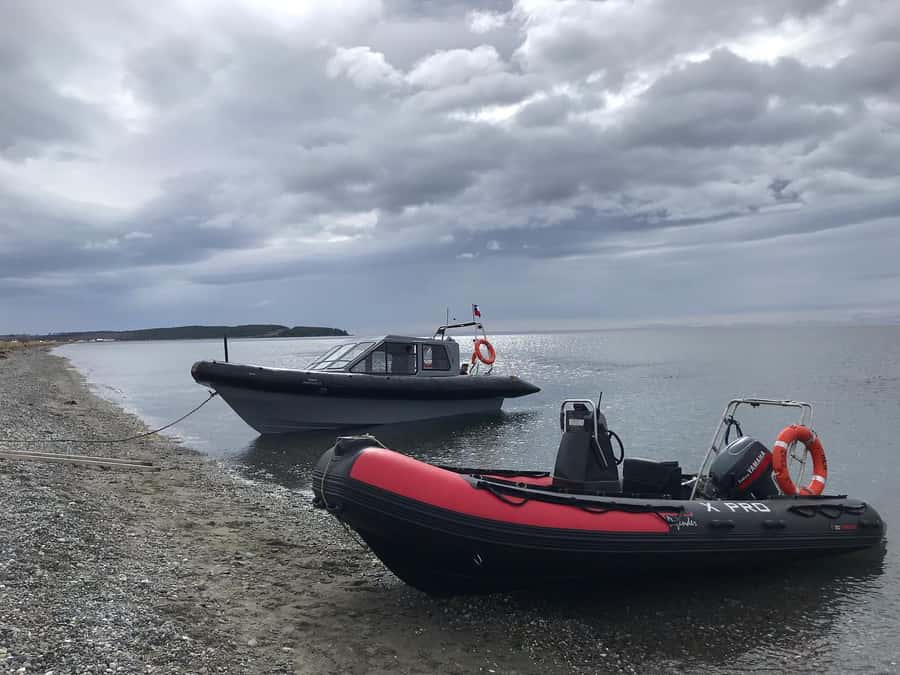 Punta Arenas: Dolphin & Wildlife Watching - Key points before you book