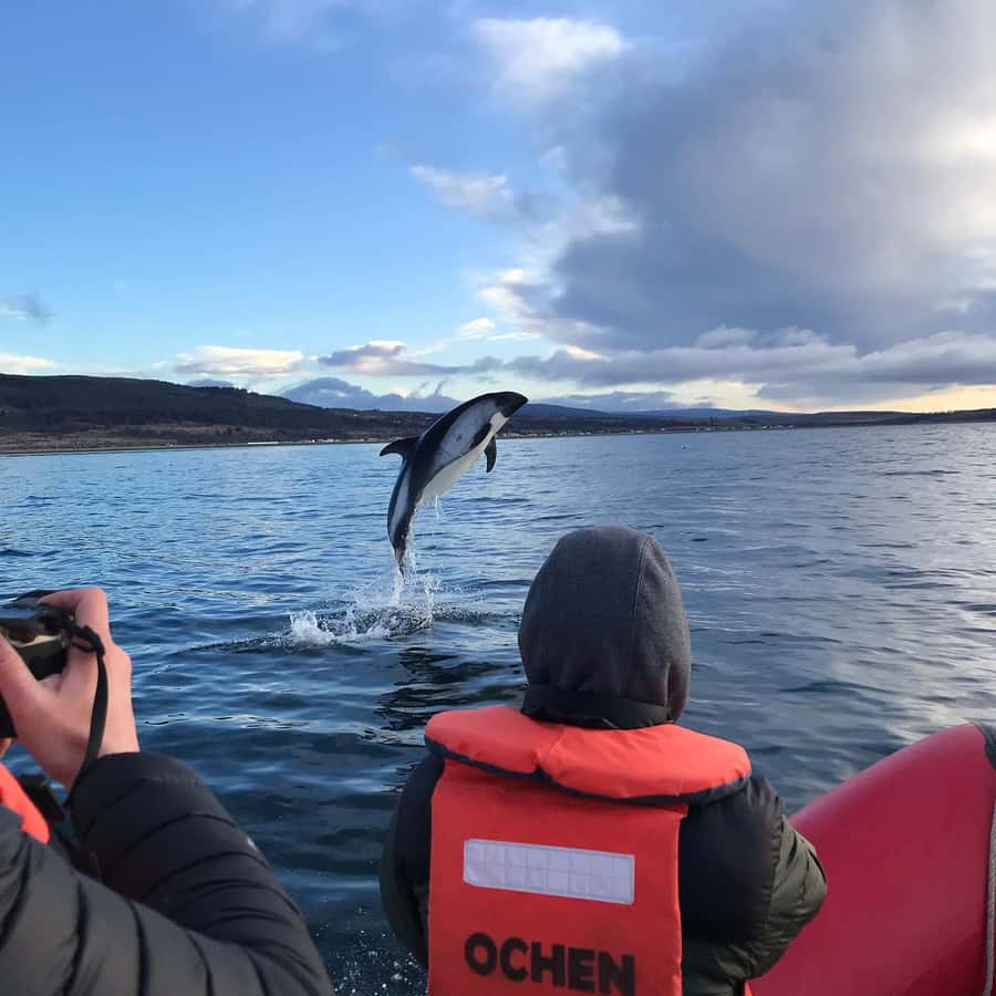 Punta Arenas: Dolphin & Wildlife Watching - Agua Fresca Bay and the boat ride