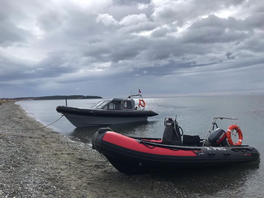 Punta Arenas: Dolphin & Wildlife Watching - How the price compares with the experience