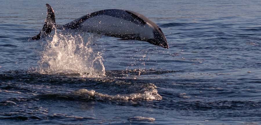 Punta Arenas: Dolphin & Wildlife Watching - The 8:00 a.m. pickup from Punta Arenas