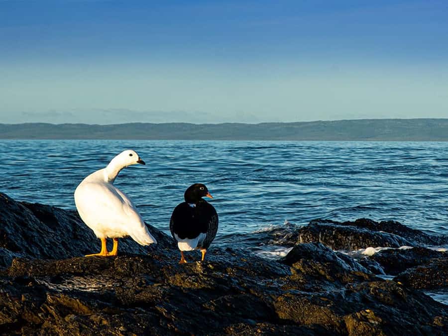 Punta Arenas: Fort Bulnes Historical Tour - Who will enjoy this Fort Bulnes trip most