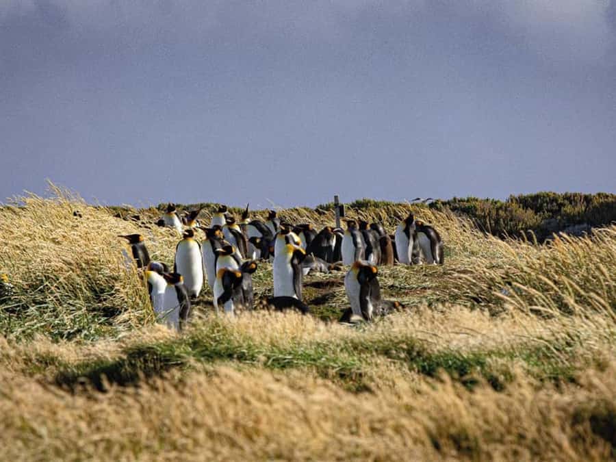 Punta Arenas: Full Day Tierra del Fuego & King Penguins - Key points before you book