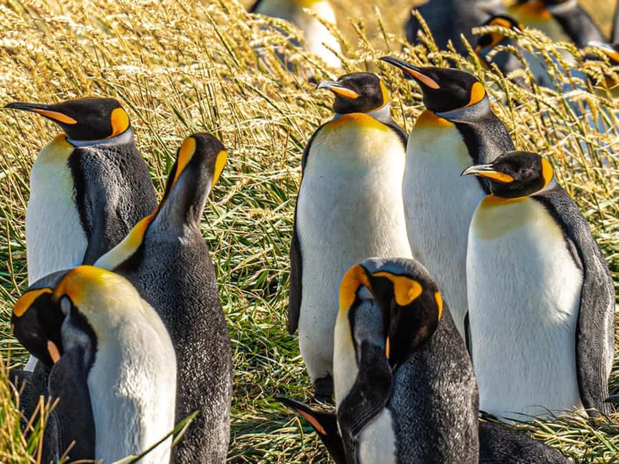 Punta Arenas: Full Day Tierra del Fuego & King Penguins - Why the King Penguins make this journey worthwhile