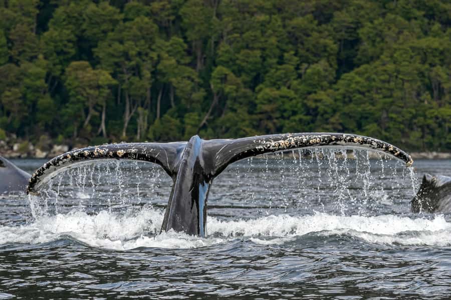 Punta Arenas: Full-Day Whales, Penguins, and Glaciers Tour - Why this day is different from an ordinary whale trip