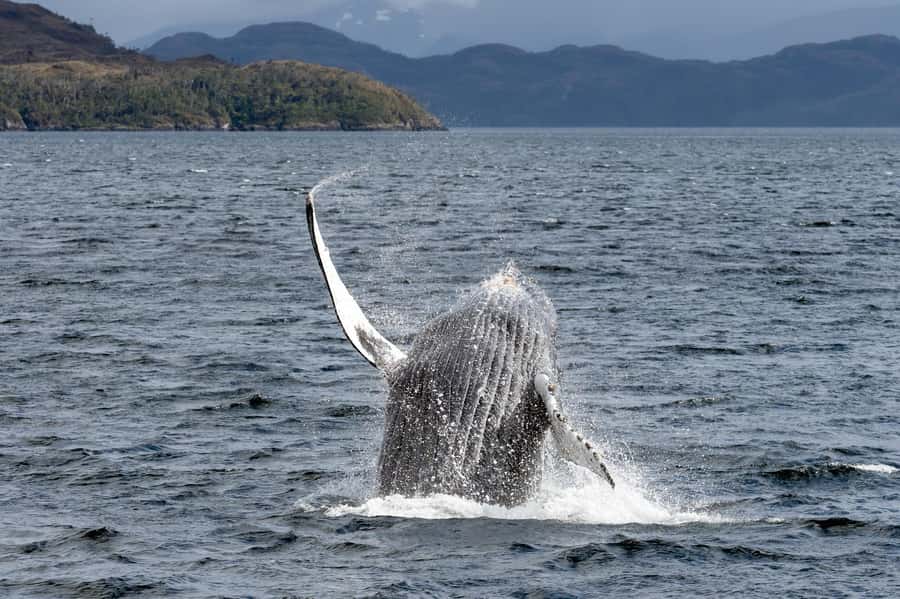 Punta Arenas: Full-Day Whales, Penguins, and Glaciers Tour - Sailing the Strait of Magellan