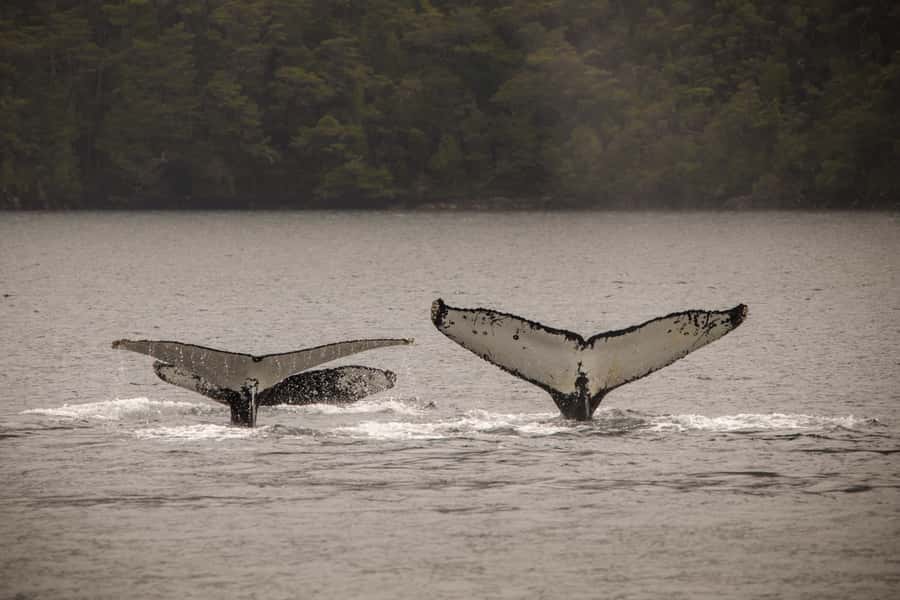 Punta Arenas: Full-Day Whales, Penguins, and Glaciers Tour - Cape Froward and the far southern view