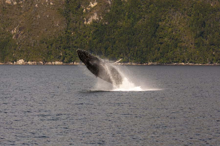 Punta Arenas: Full-Day Whales, Penguins, and Glaciers Tour - Francisco Coloane Marine Park and the whale search