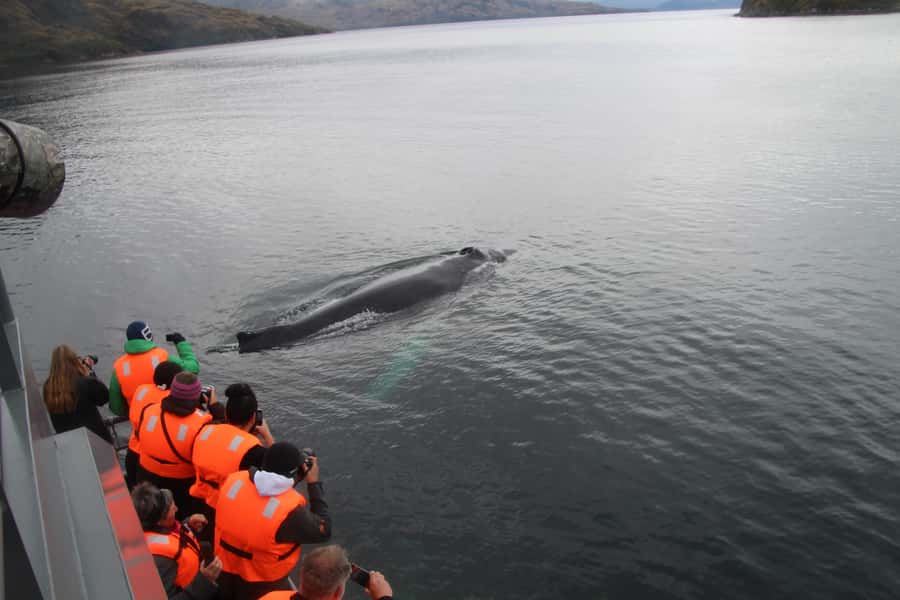 Punta Arenas: Full-Day Whales, Penguins, and Glaciers Tour - The return sailing and evening arrival