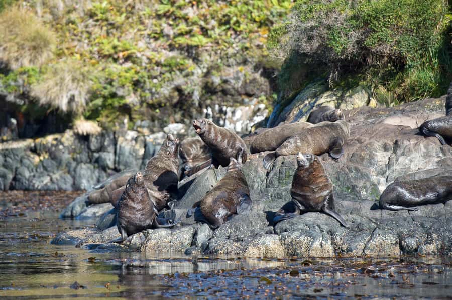 Punta Arenas: Full-Day Whales, Penguins, and Glaciers Tour - Is $365 a fair price?
