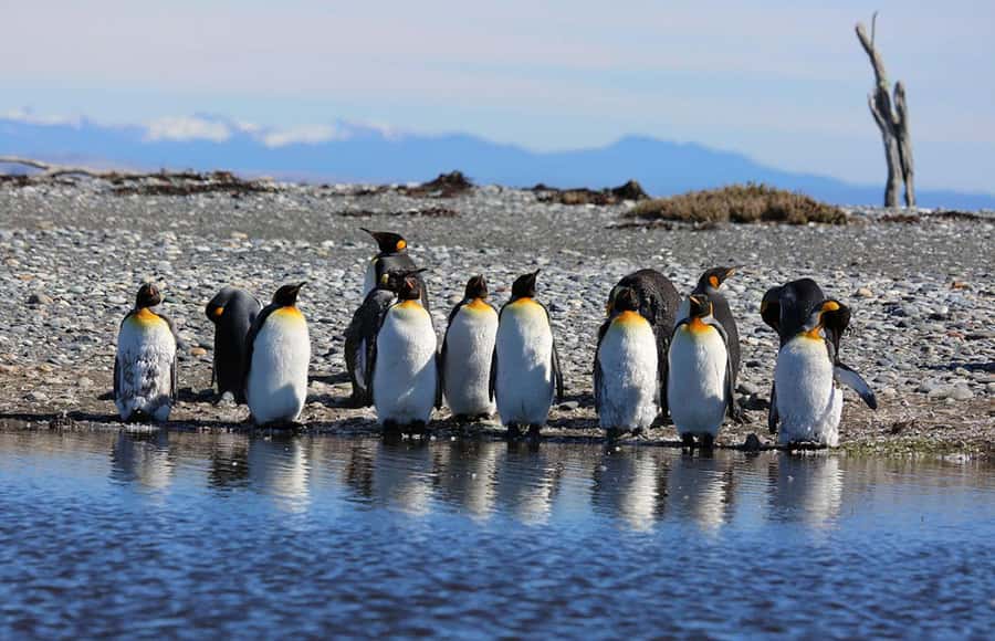Punta Arenas: King Penguin Park and Tierra del Fuego Trip - Key points to know before booking