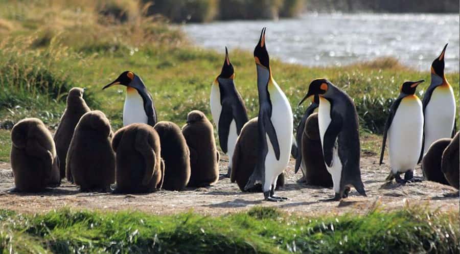 Punta Arenas: King Penguin Park and Tierra del Fuego Trip - Why this Tierra del Fuego day is worth considering