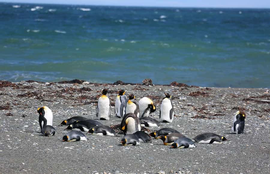 Punta Arenas: King Penguin Park and Tierra del Fuego Trip - Cerro Sombrero and the return route