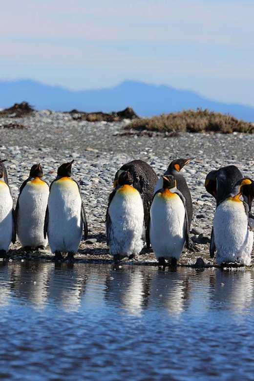 Punta Arenas: King Penguin Park and Tierra del Fuego Trip - San Gregorio Estancia on the mainland