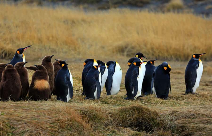 Punta Arenas: King Penguin Park and Tierra del Fuego Trip - What the $180 price really buys you