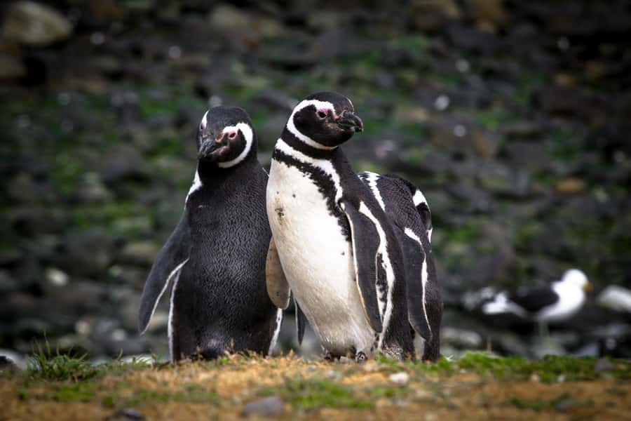 Punta Arenas: Magdalena Island Navigation & Penguin Walk - Five things to know before you book