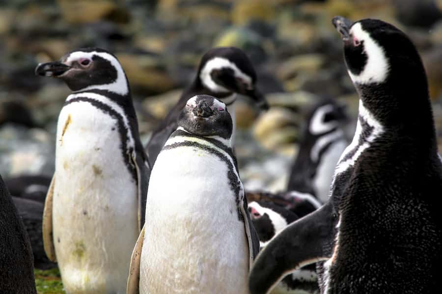 Punta Arenas: Magdalena Island Navigation & Penguin Walk - Why Magdalena Island is worth the boat ride