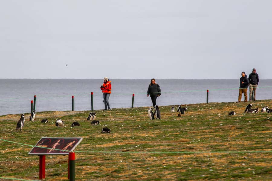 Punta Arenas: Magdalena Island Navigation & Penguin Walk - The port transfer warning you should take seriously
