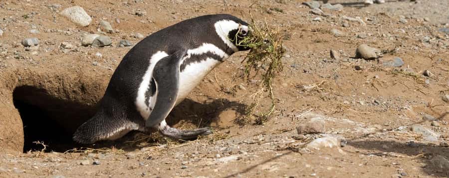 Punta Arenas: Magdalena Island Navigation & Penguin Walk - How the $209 price measures up