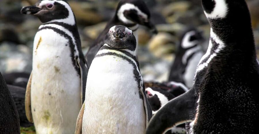 Punta Arenas: Magdalena Island Navigation & Penguin Walk - Who will enjoy this five-hour outing