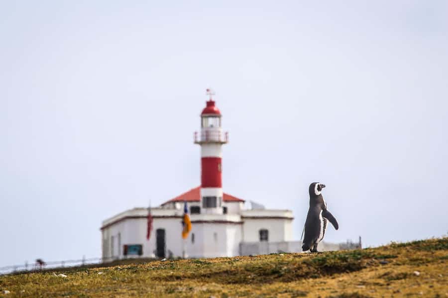 Punta Arenas: Magdalena Island Navigation & Penguin Walk - Choosing between the 7 AM, 10 AM, and 1:30 PM departures