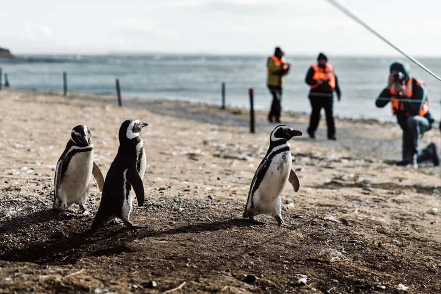 Punta Arenas: Walk with Penguins on Magdalena & Marta Island - Key points about the penguin and sea-lion cruise