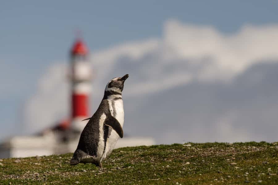 Punta Arenas: Walk with Penguins on Magdalena & Marta Island - Who will enjoy this tour most