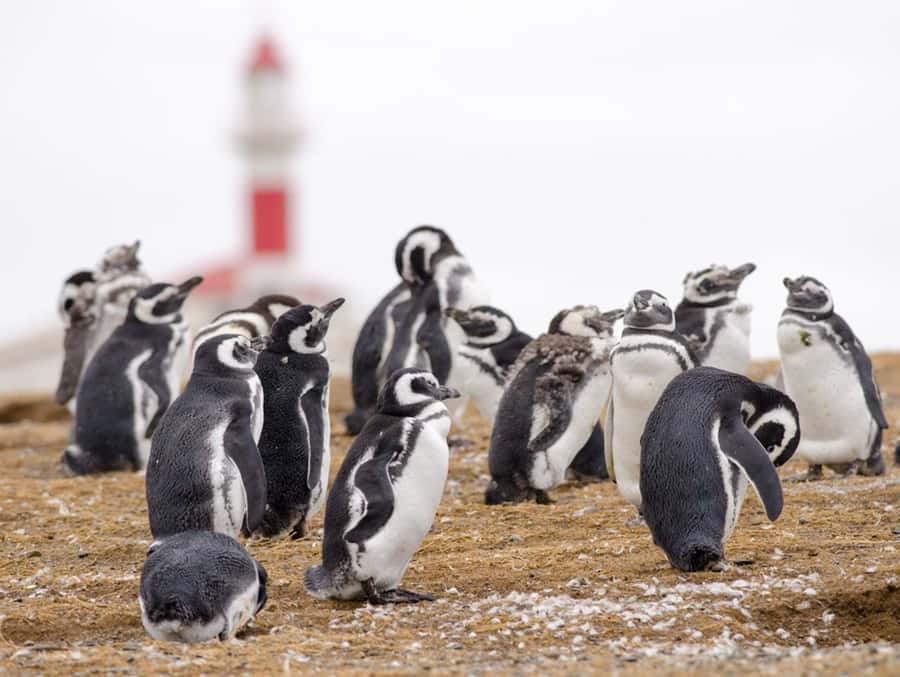 Punta Arenas: Walk with Penguins on Magdalena & Marta Island - Marta Island and the sea lions below the boat
