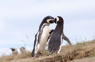 Walk with Penguins on Magdalena & Marta Island