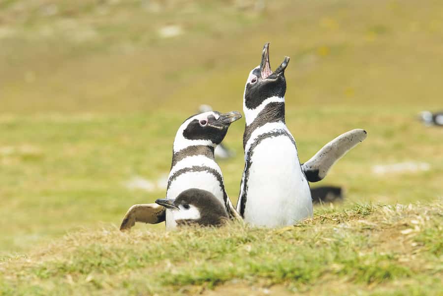 Punta Arenas: Walk with Penguins on Magdalena & Marta Island - The Strait of Magellan wildlife watch