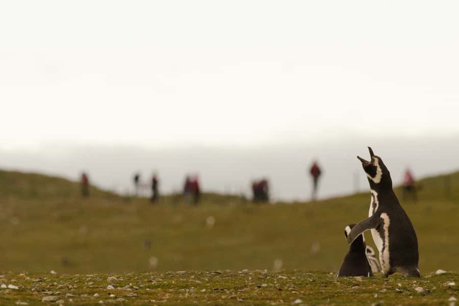 Punta Arenas: Walk with Penguins on Magdalena & Marta Island - Group size, boats, and the morning schedule