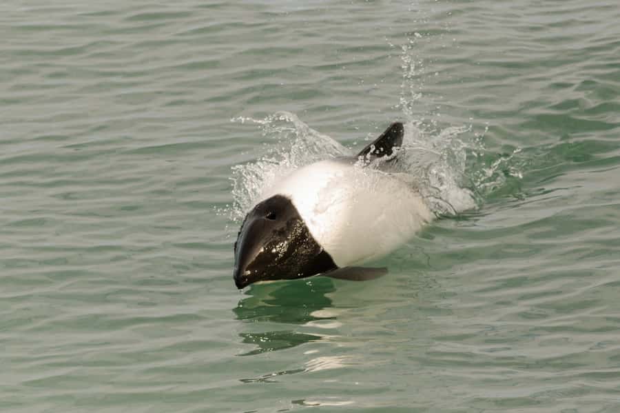 Punta Arenas: Walk with Penguins on Magdalena & Marta Island - What the $150 price really covers