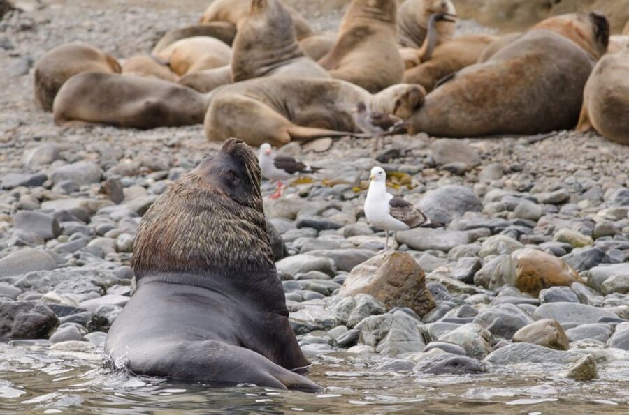 Punta Arenas: Walk with Penguins on Magdalena & Marta Island - Wind, clothing, and practical comfort