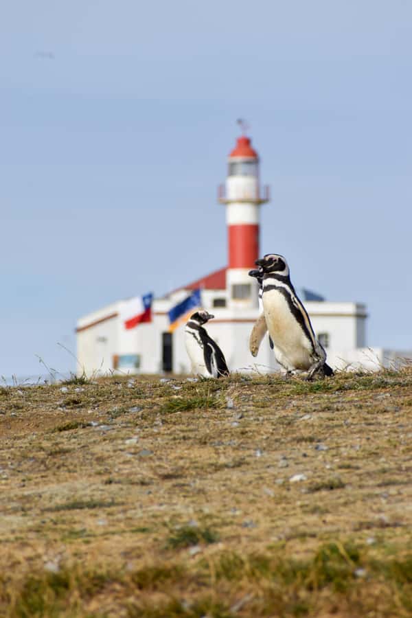 Punta Arenas: Walk with Penguins on Magdalena & Marta Island - The conservation rules matter