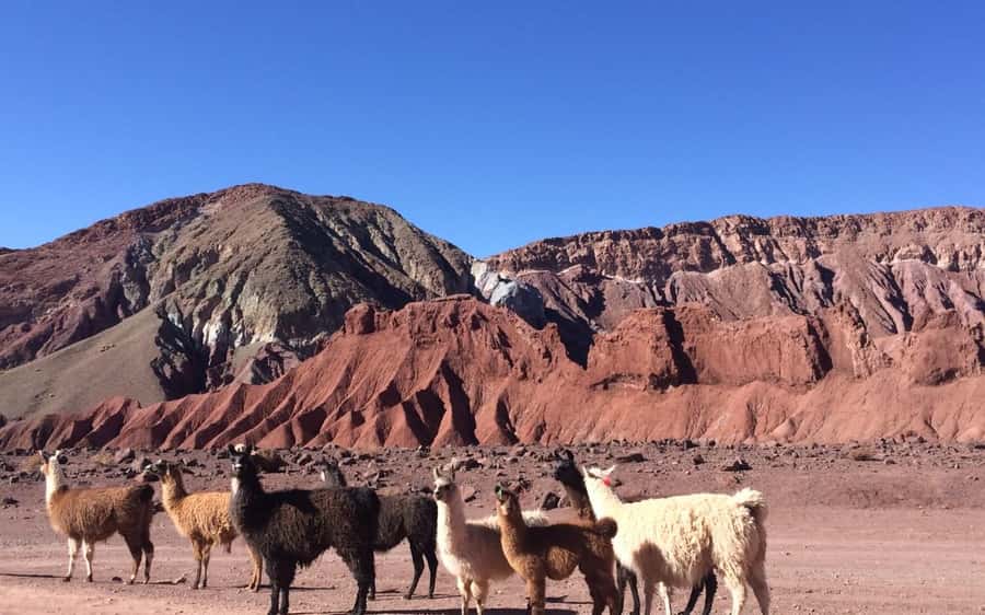 Rainbow Valley Tour + Petroglyphs (Yerbas Buenas) - A geology lesson made practical