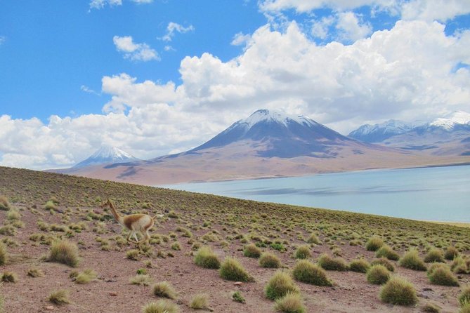 Red Stones - Altiplanicas - Chaxa - The Altiplanic lagoons slow the pace