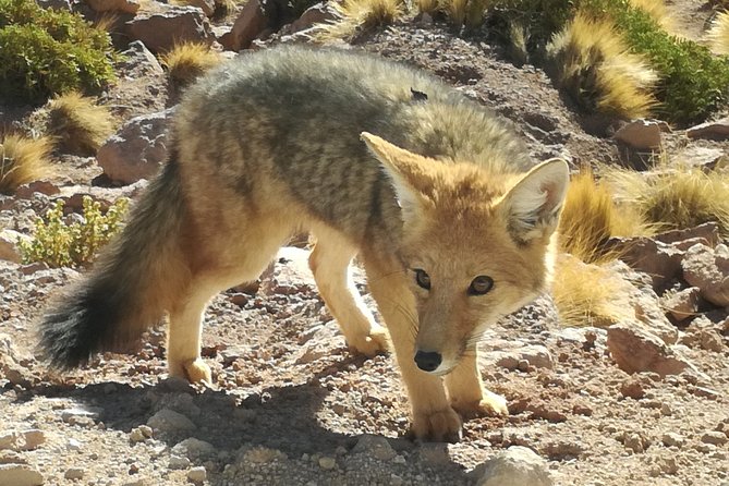 Red Stones - Altiplanicas - Chaxa - Laguna Chaxa is the wildlife finish