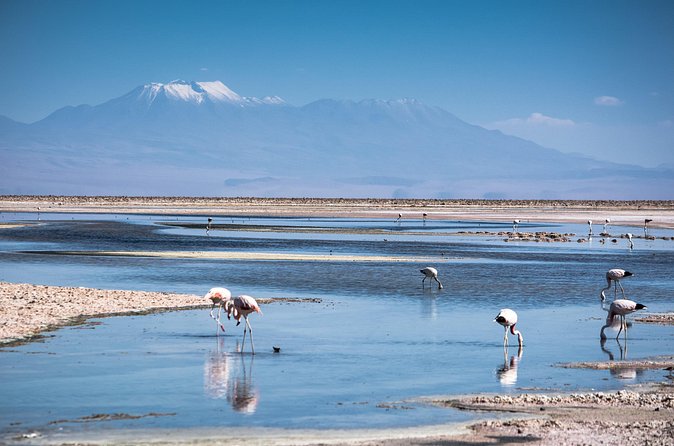 Red Stones and High Plains Tour from San Pedro - Miscanti and Miñiques above 4,000 meters