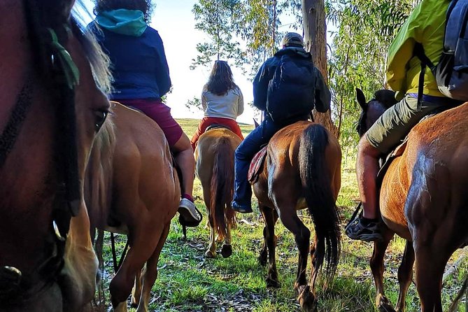 Ride to the highest point on the island for sunset - From the Vaitea ranch into the eucalyptus trees