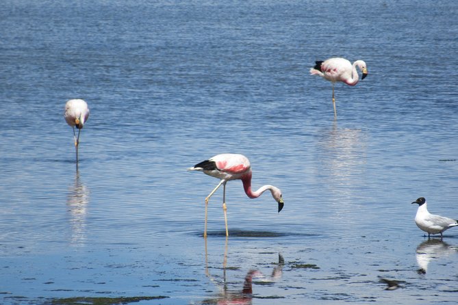 Route of the Andean salt flats - Pecan Monks and the first change of scenery