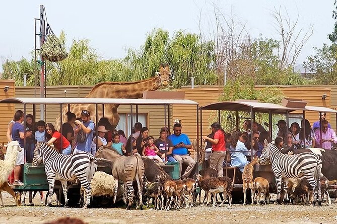 Safari Park - Feeding Giraffes, Deer, and Zebras