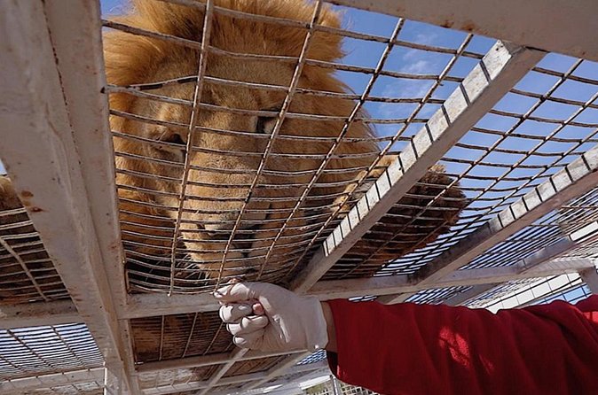 Safari Park - What the $94 Price Really Covers